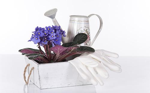 Саксия за цветя с виолетова и поливаща