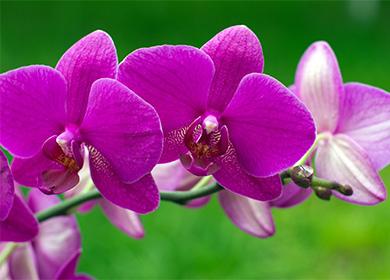 Орхидея цветя