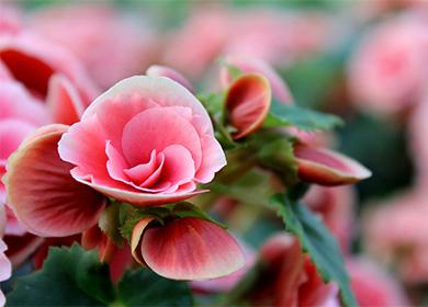 زهرة بيجونيا الوردي