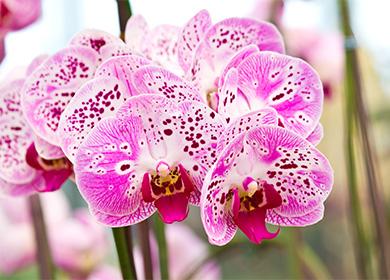 Големи цветя на орхидея